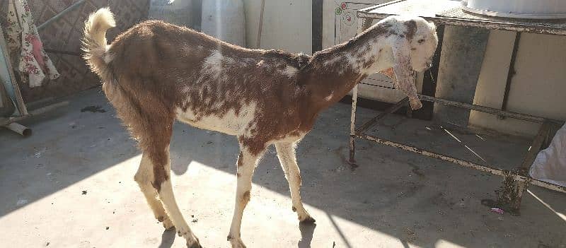 bakri for sale 3