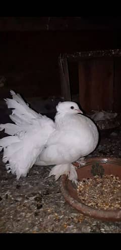 English Fentail pigeon