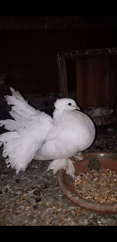 English Fentail pigeon 0