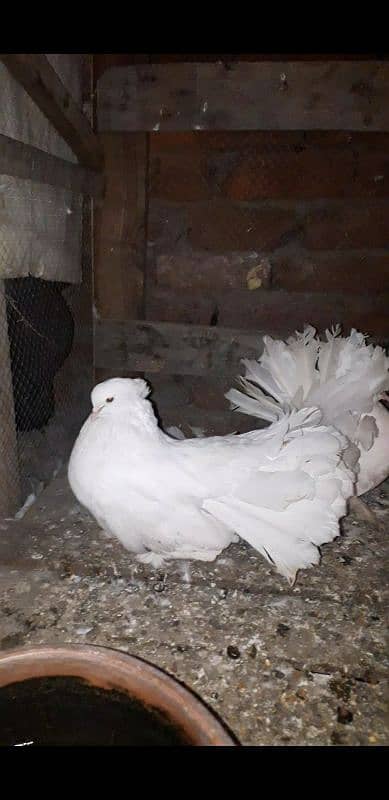 English Fentail pigeon 1