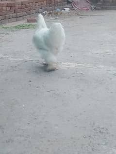 white buff male bantam male ayam camani