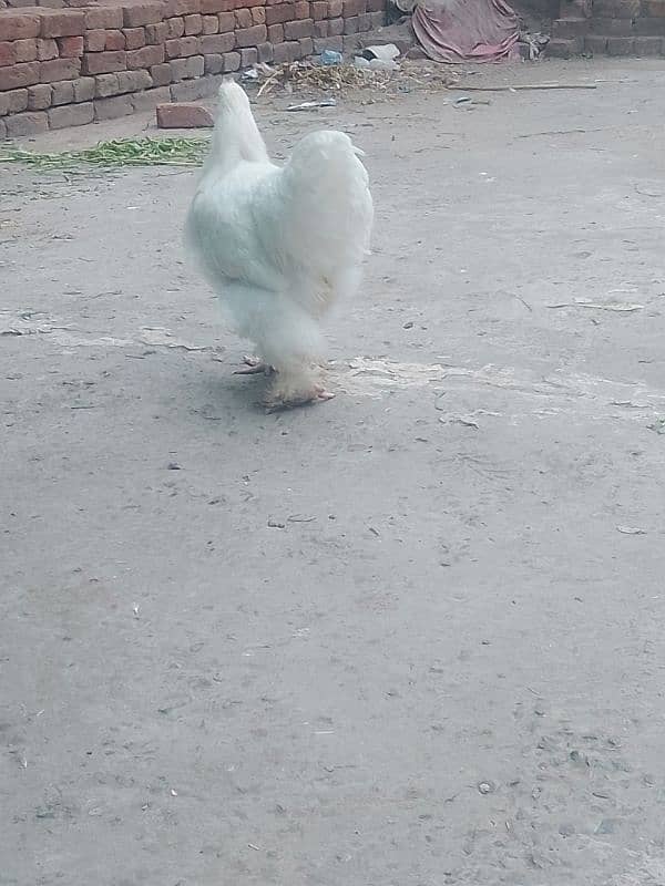 white buff male bantam male ayam camani 0