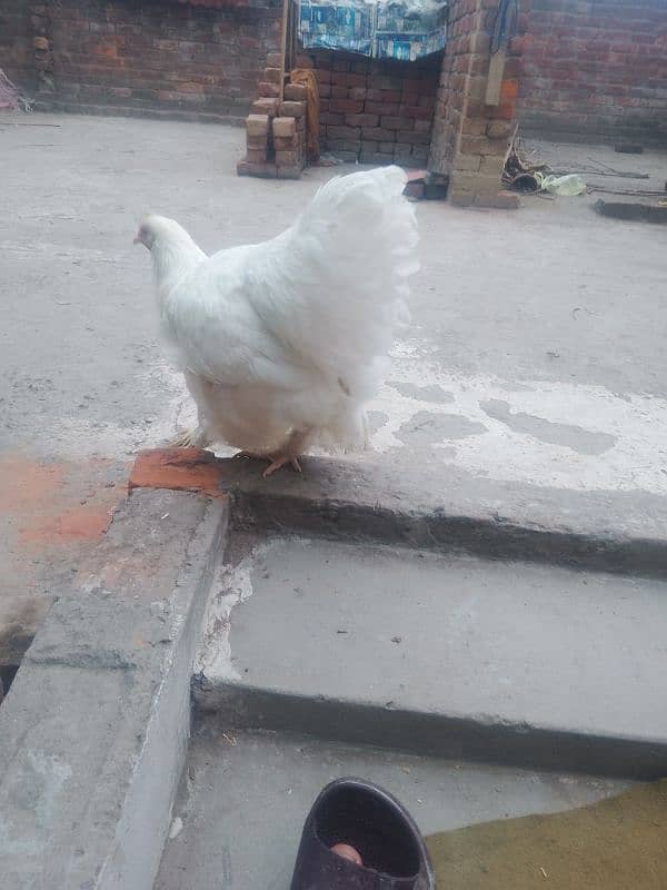 white buff male bantam male ayam camani 1