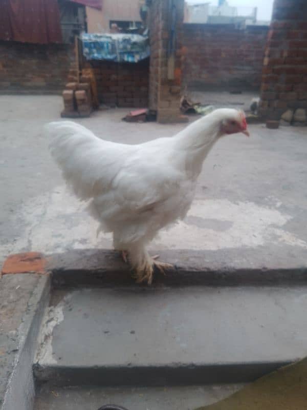 white buff male bantam male ayam camani 2