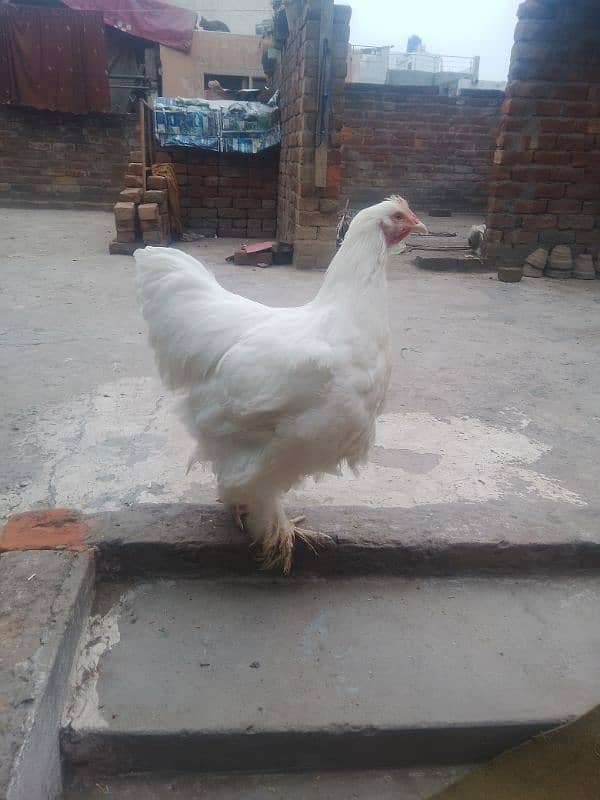 white buff male bantam male ayam camani 3