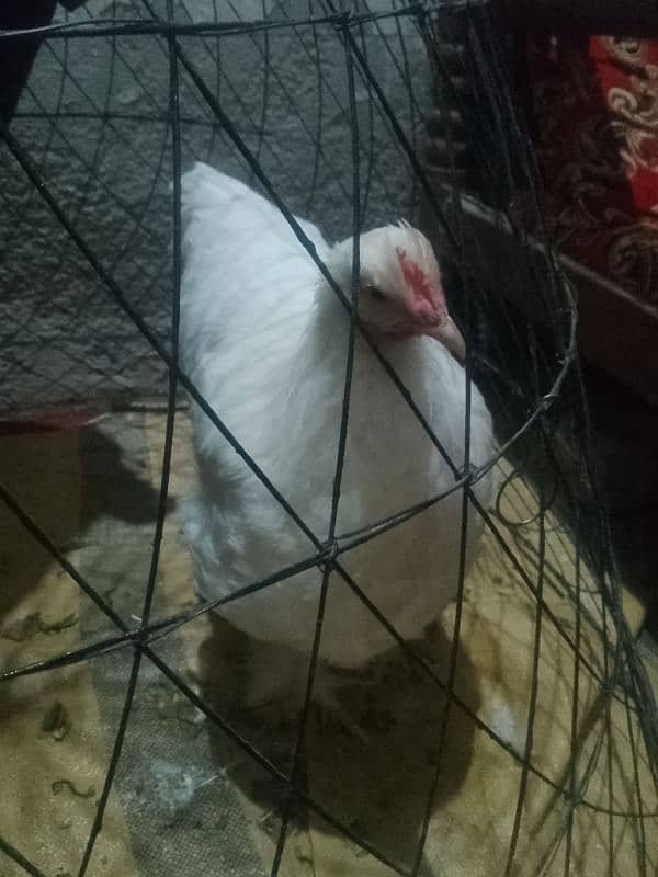 white buff male bantam male ayam camani 4