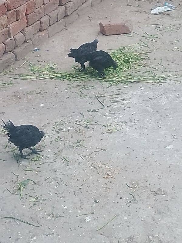 white buff male bantam male ayam camani 5