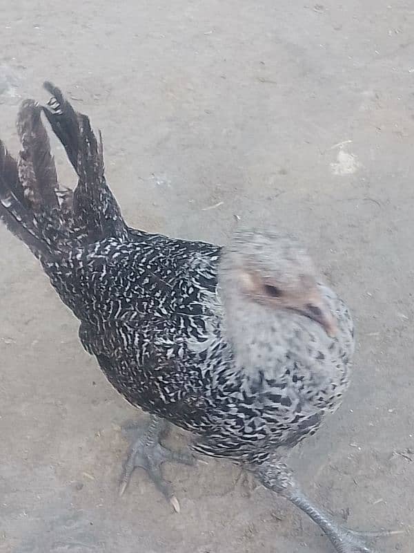 white buff male bantam male ayam camani 8