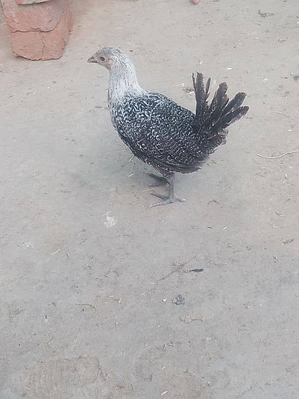 white buff male bantam male ayam camani 9