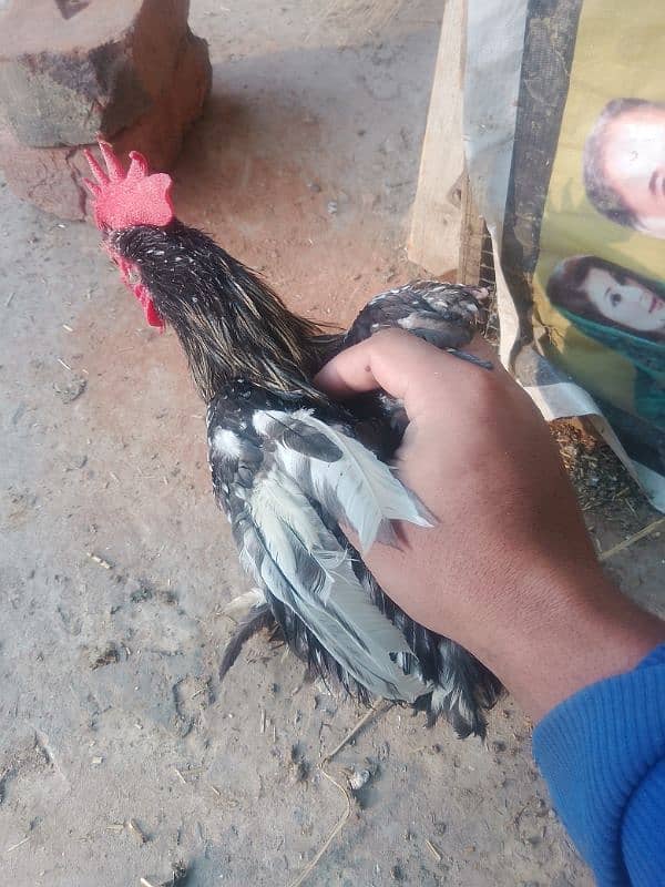 white buff male bantam male ayam camani 12