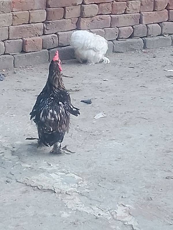 white buff male bantam male ayam camani 13