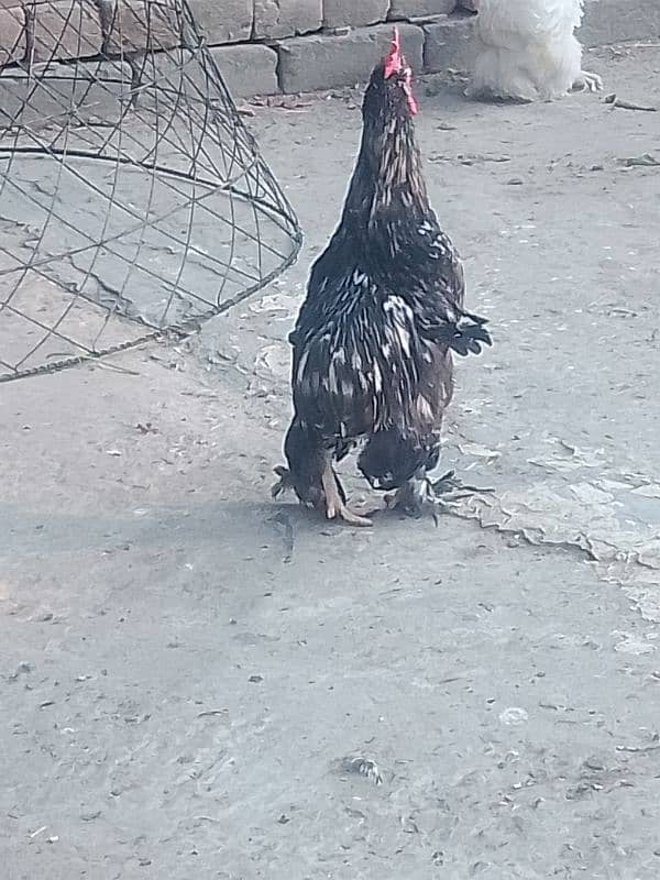 white buff male bantam male ayam camani 14