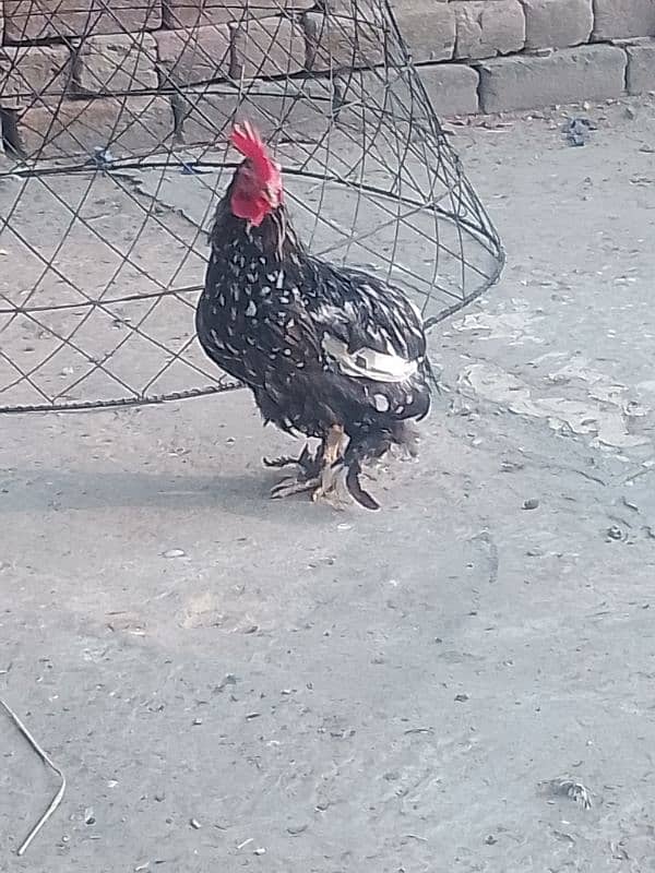 white buff male bantam male ayam camani 15