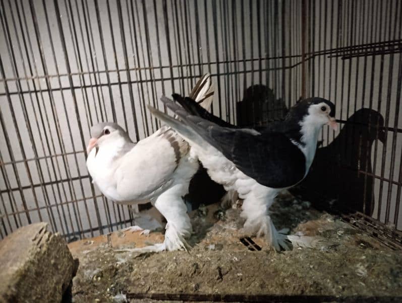 Indian Fantail German Sherazi Pigeons 0