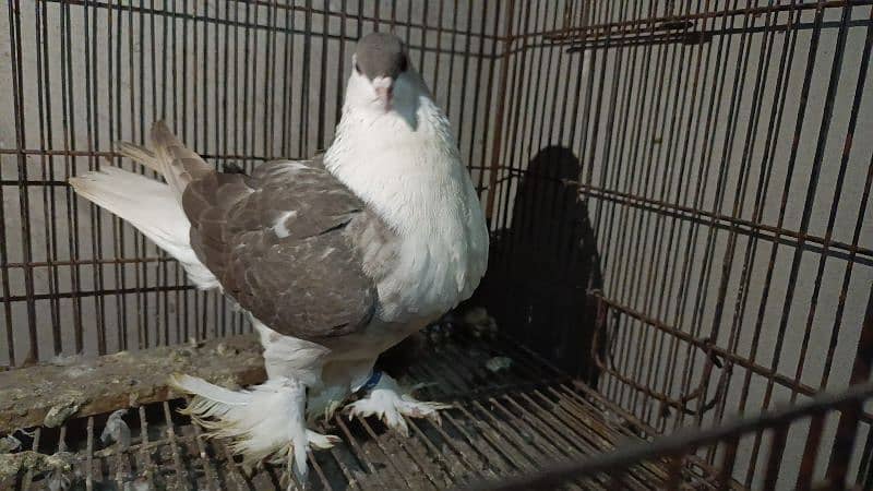 Indian Fantail German Sherazi Pigeons 1