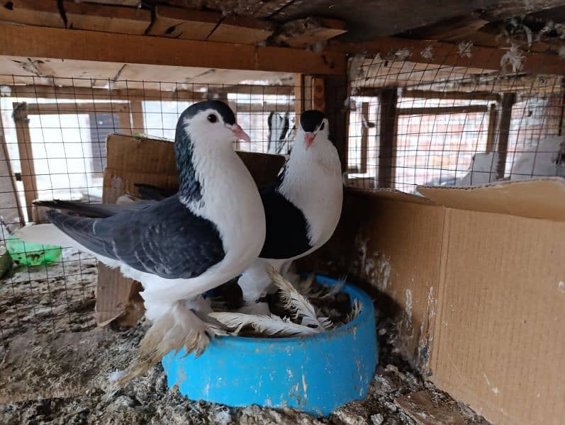 Indian Fantail German Sherazi Pigeons 2