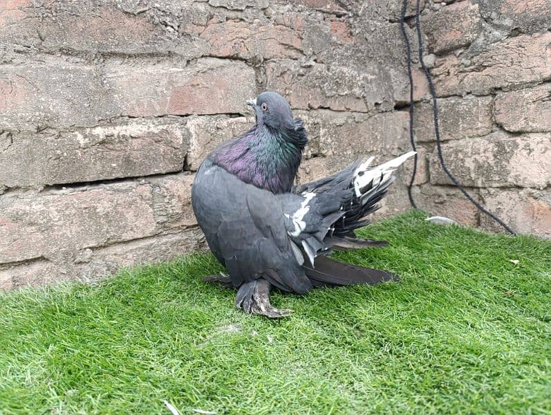 Indian Fantail German Sherazi Pigeons 3