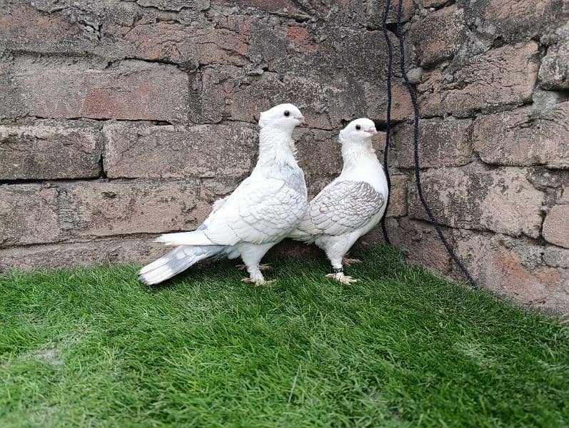 Indian Fantail German Sherazi Pigeons 4