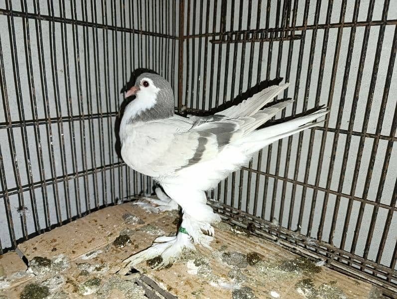 Indian Fantail German Sherazi Pigeons 5