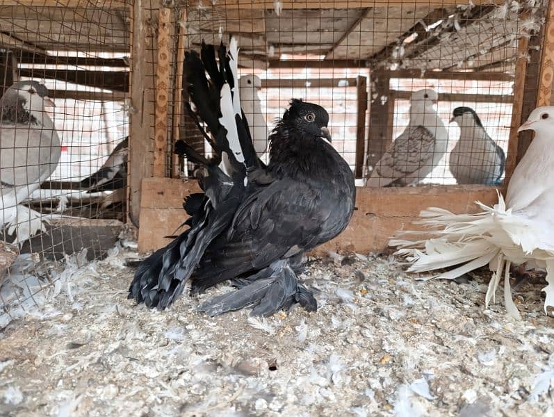 Indian Fantail German Sherazi Pigeons 6