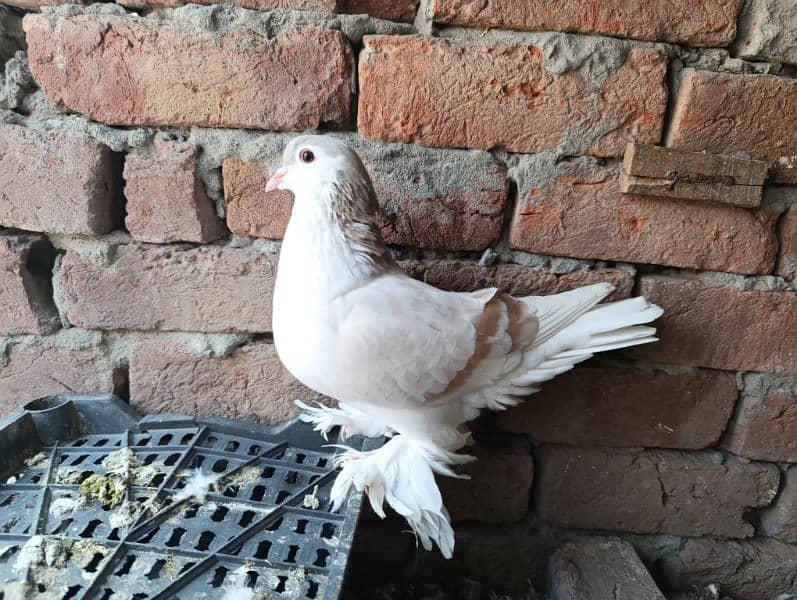 Indian Fantail German Sherazi Pigeons 7