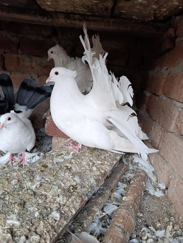 Indian Fantail German Sherazi Pigeons 8