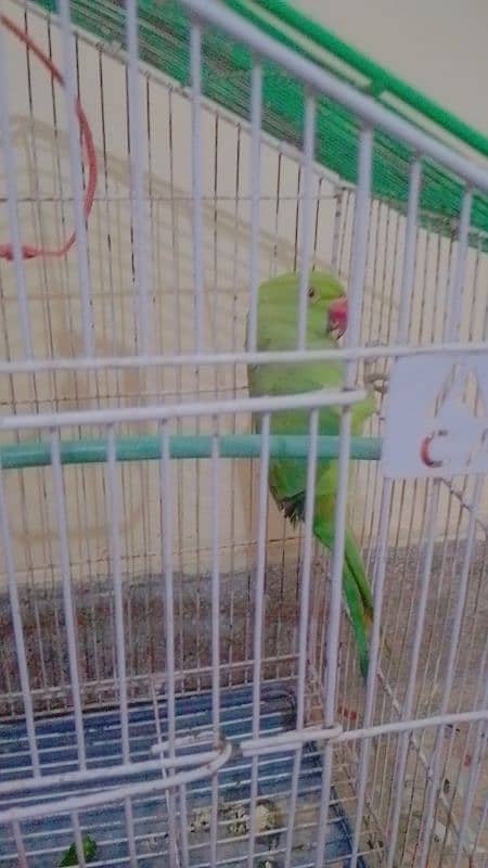 green parrot active 1