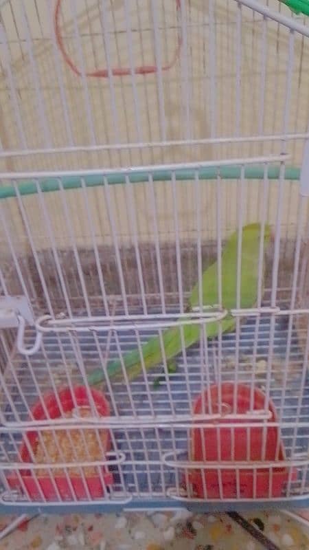 green parrot active 2