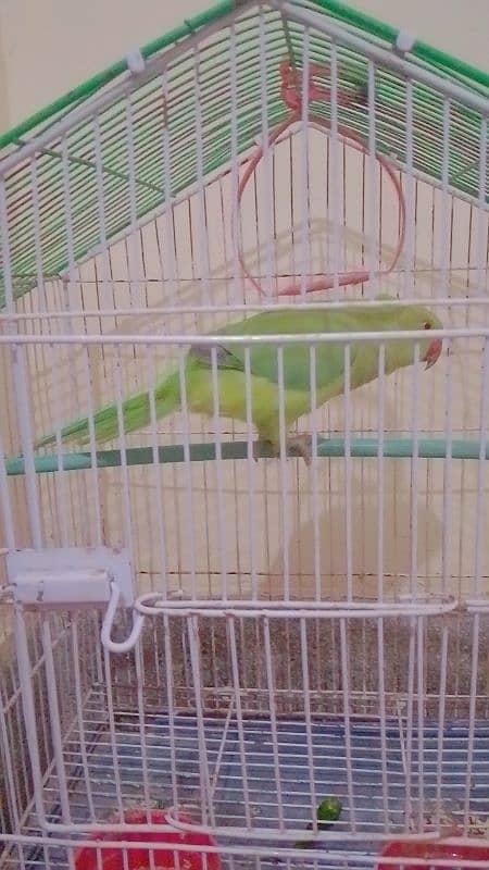 green parrot active 3