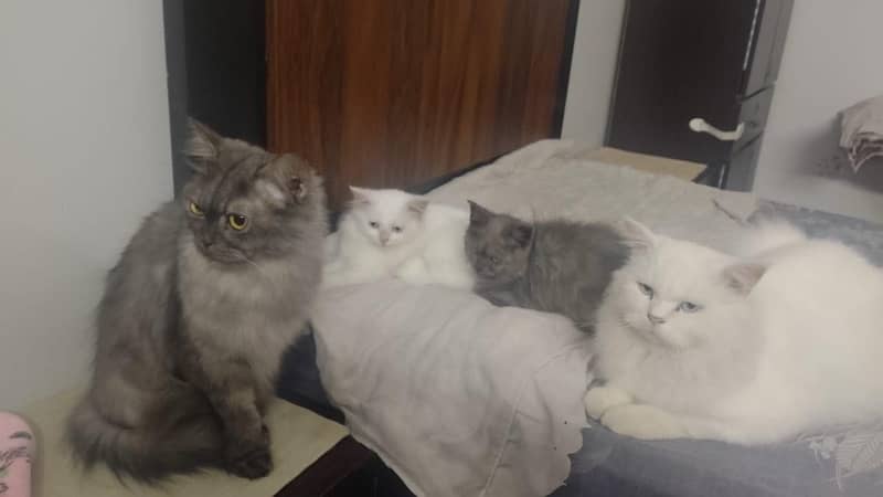 grey persian kitten 0