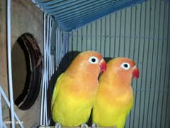 lotinu pasonata love bird parrot for sale 5000