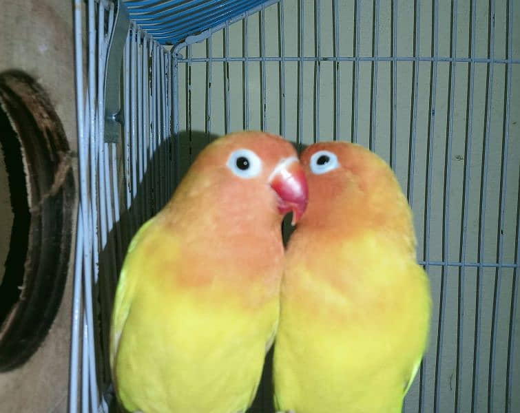 lotinu pasonata love bird parrot for sale 5000 1