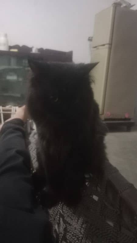 different age cat available 4