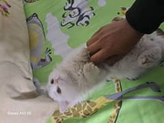 Persian double coated female cat