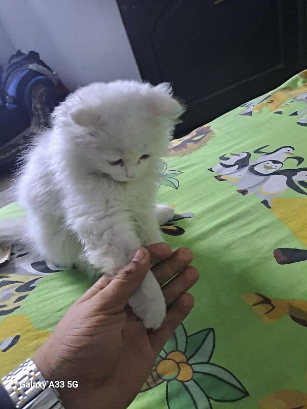 Persian double coated female cat 1