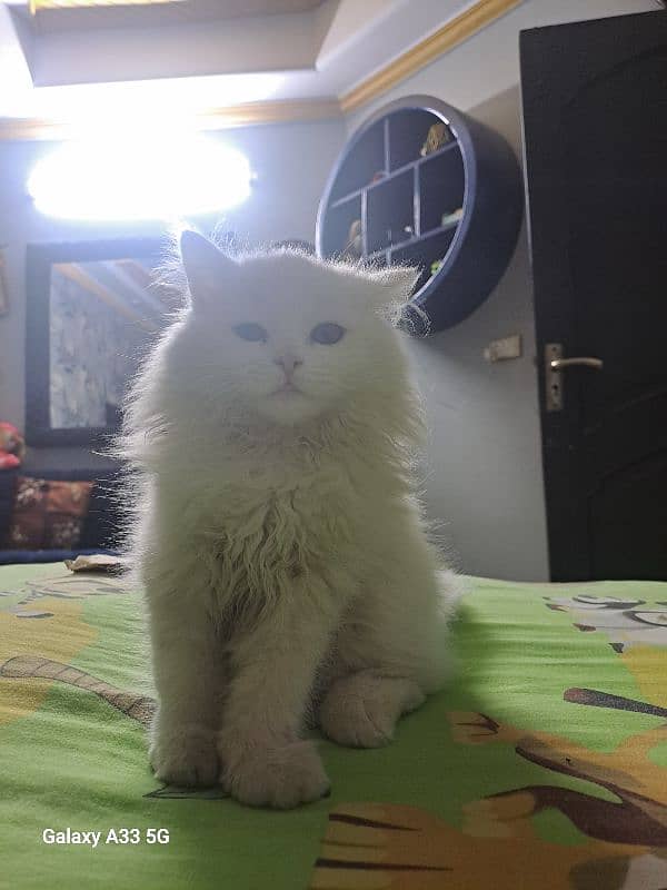 Persian double coated female cat 2