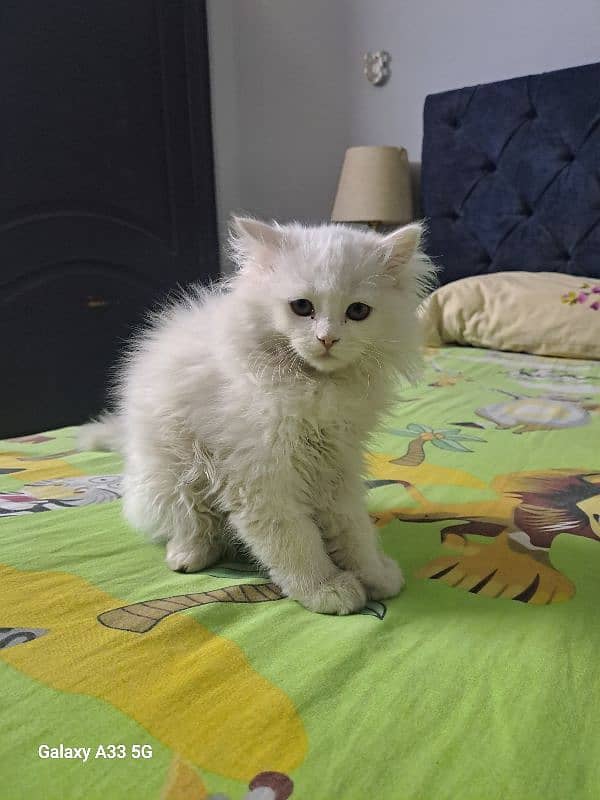 Persian double coated female cat 3