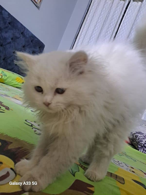 Persian double coated female cat 4