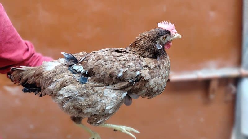 hen's pair 4