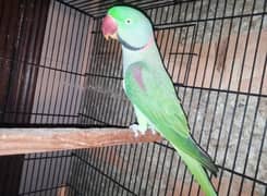 Kashmiri Raw Parrot For Sale