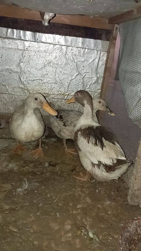 ducks for sale 1