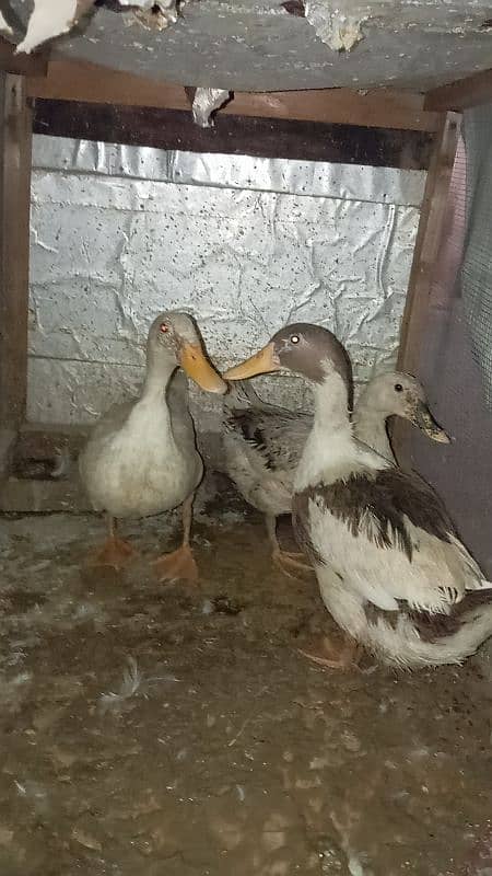 ducks for sale 2