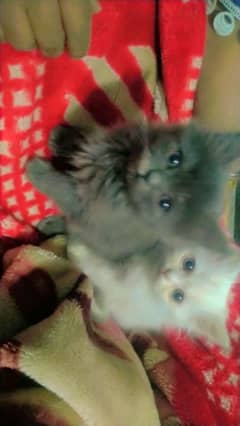 Persian cats for sale