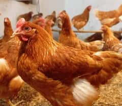 Lohman Brown Hens Available for Sale in Peshawar