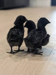 Ayam Cemani pure chicks for sale