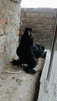 Black Silkie Best Quality pair