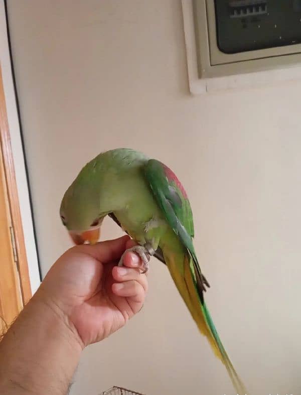 raw parrot for sale 4 month age my WhatsApp number 03267483108 0