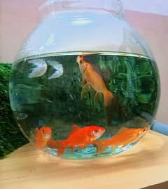 GOLD ,SILVER FISHES LOW PRICE