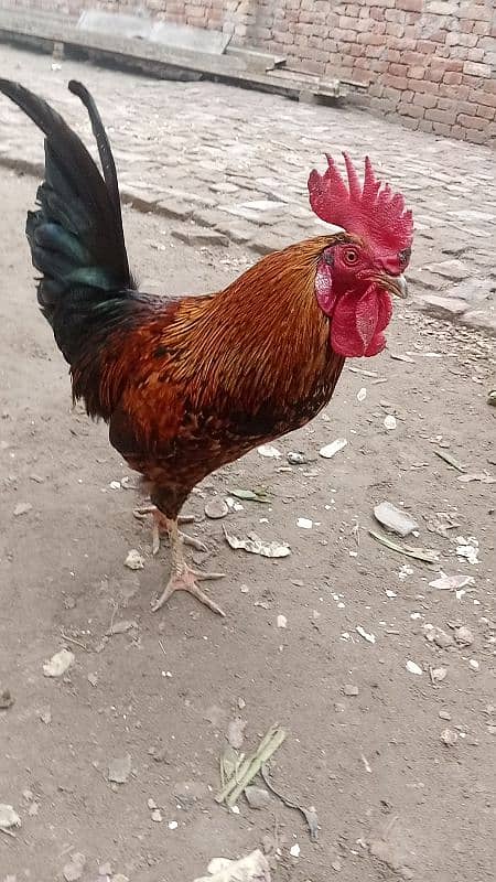 aseel Desi hens murga murgi pair murgi kurak ho gi egg deny k bad 0