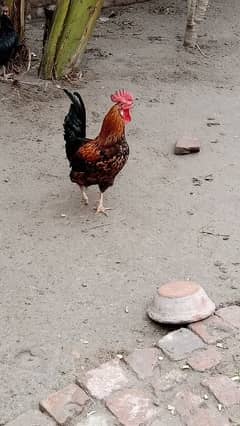 Desi aseel cross ma murga hens pair murgi patha pathi aseel chicks